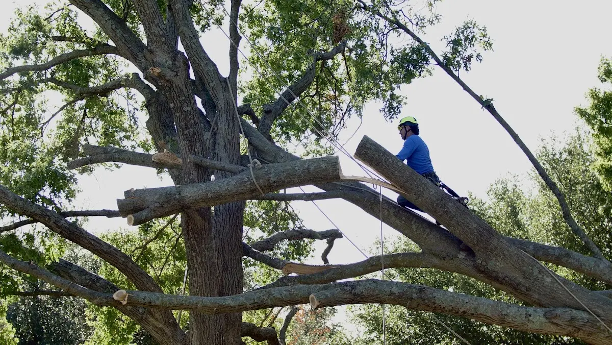 Professional Hazardous Tree Removal performed by certified arborists in Bradford