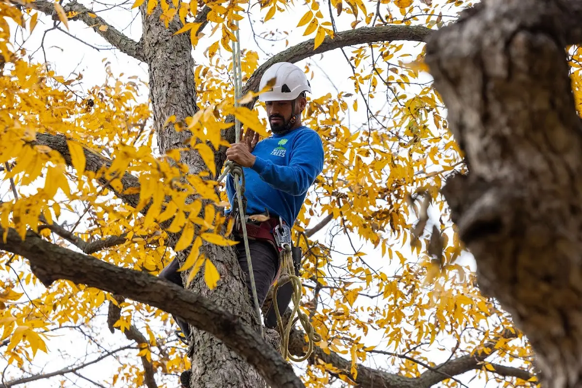 Skilled Tree Planing crew working in Bradford
